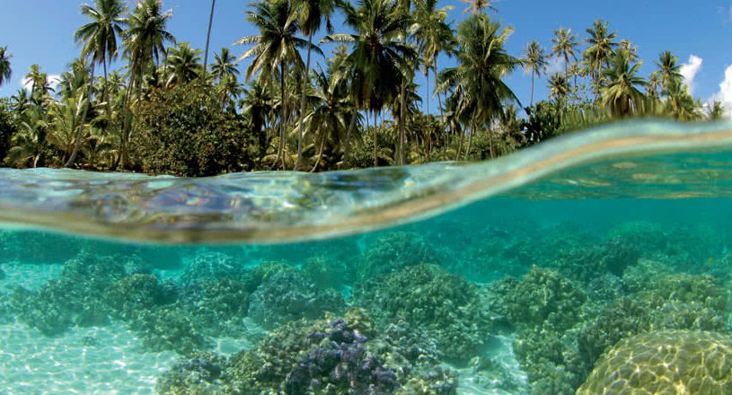 Taha'a - Jardin de Corail