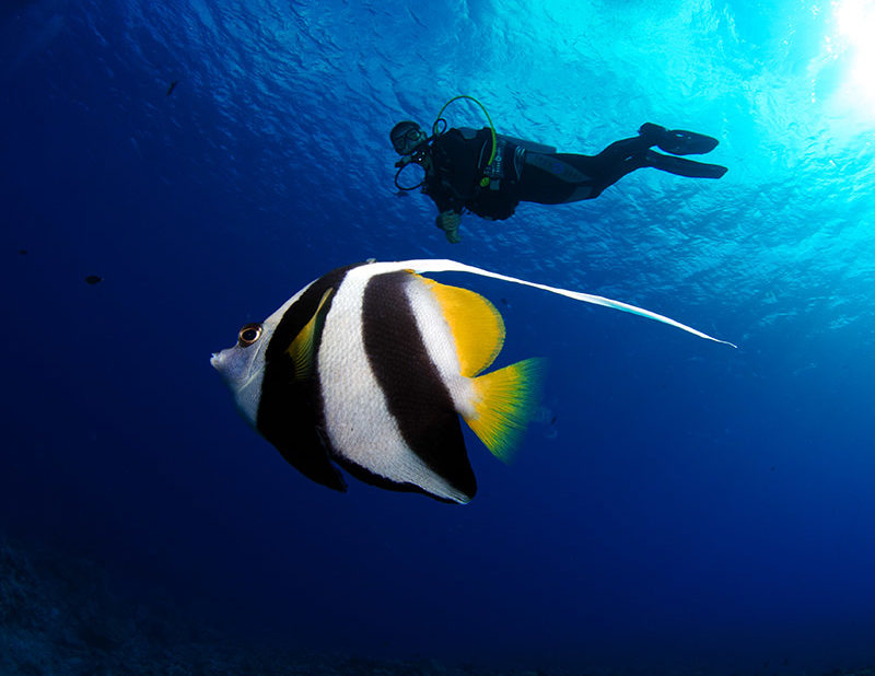 Indalo_Polynesie_Activites_Moorea_Plongee3-800x618