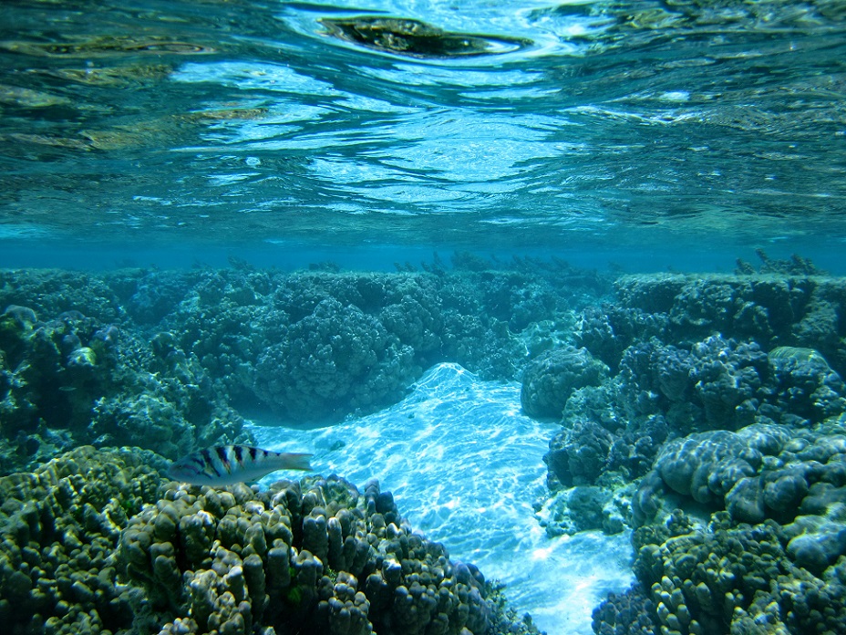 Snorkeling