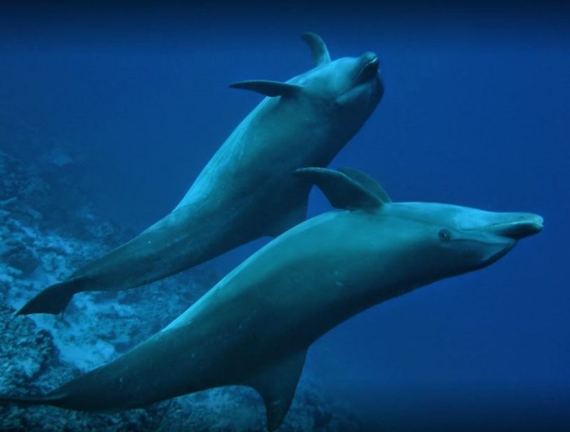 Dauphins