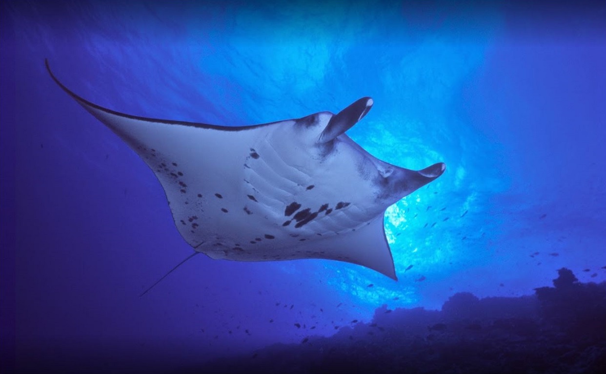 Raie Manta