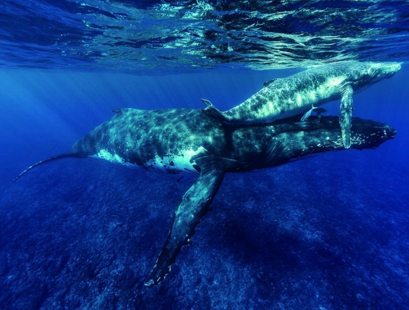 Indalo_Polynesie_Activites_Rurutu_Baleines2-815x618