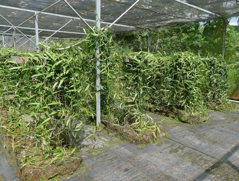 Plantation de vanille