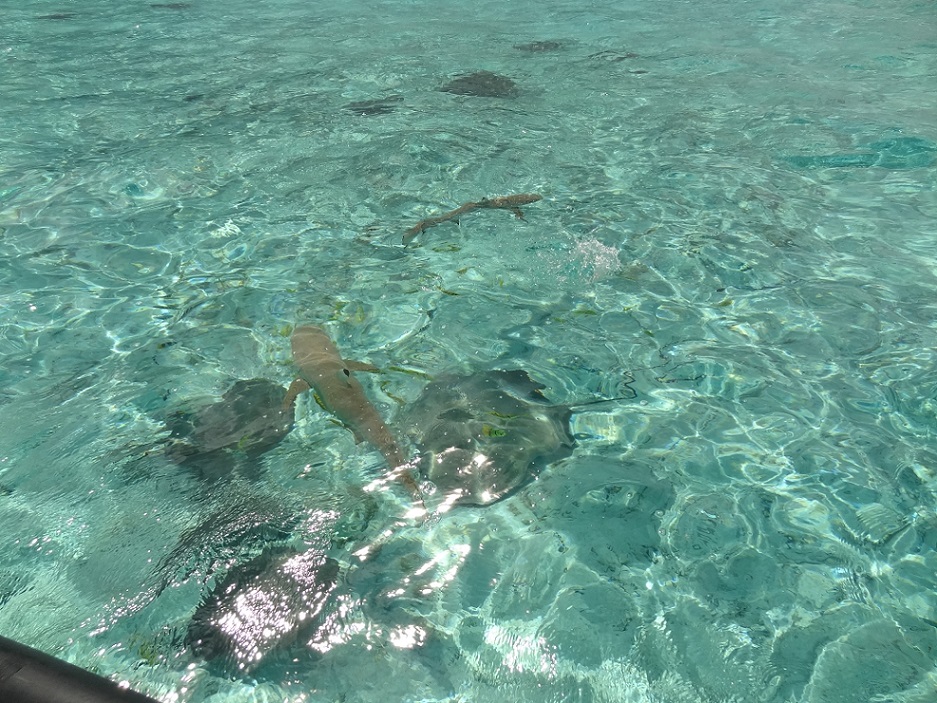 Raies & Requins