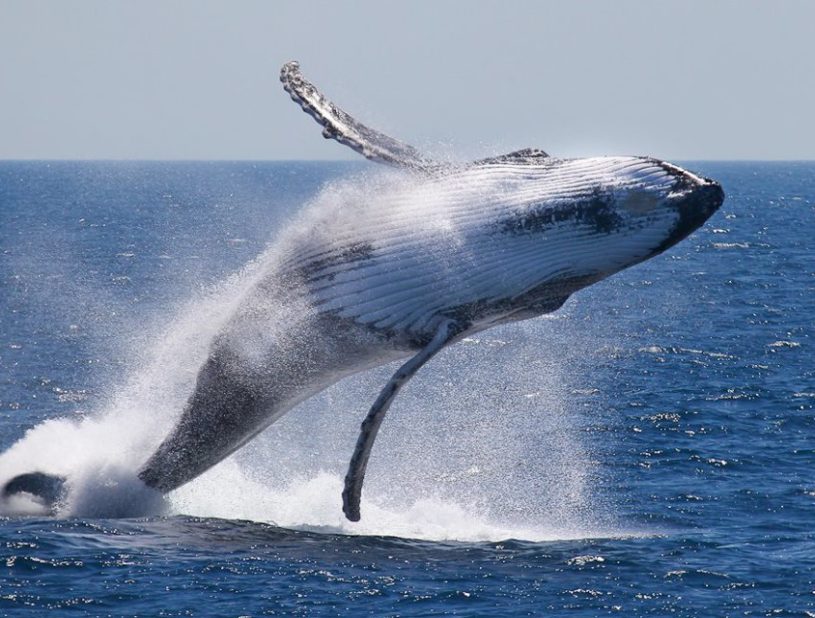 Indalo_Polynesie_Activites_Tahiti_Baleines1-815x618