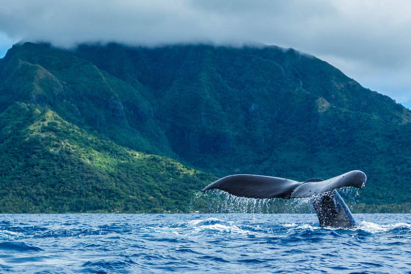 Indalo_Polynesie_Activites_Tahiti_Baleines2