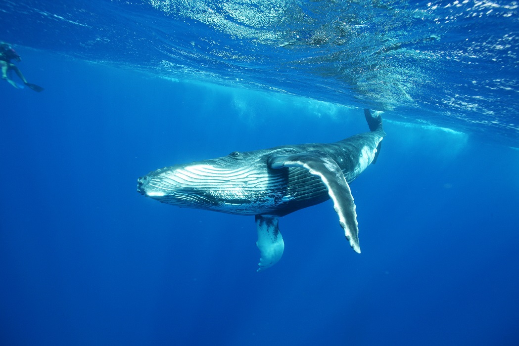Indalo_Polynesie_Activites_Tahiti_Baleines3