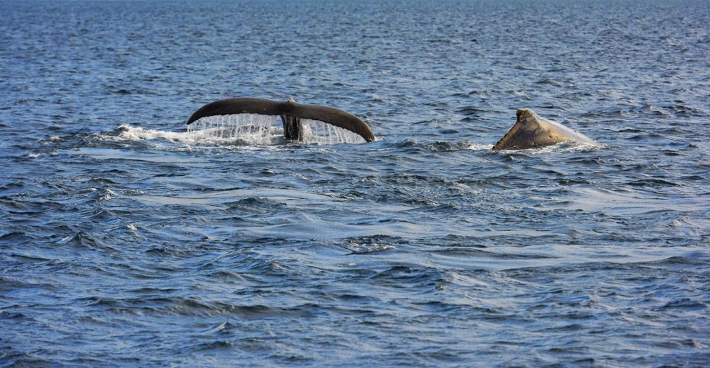 Baleines
