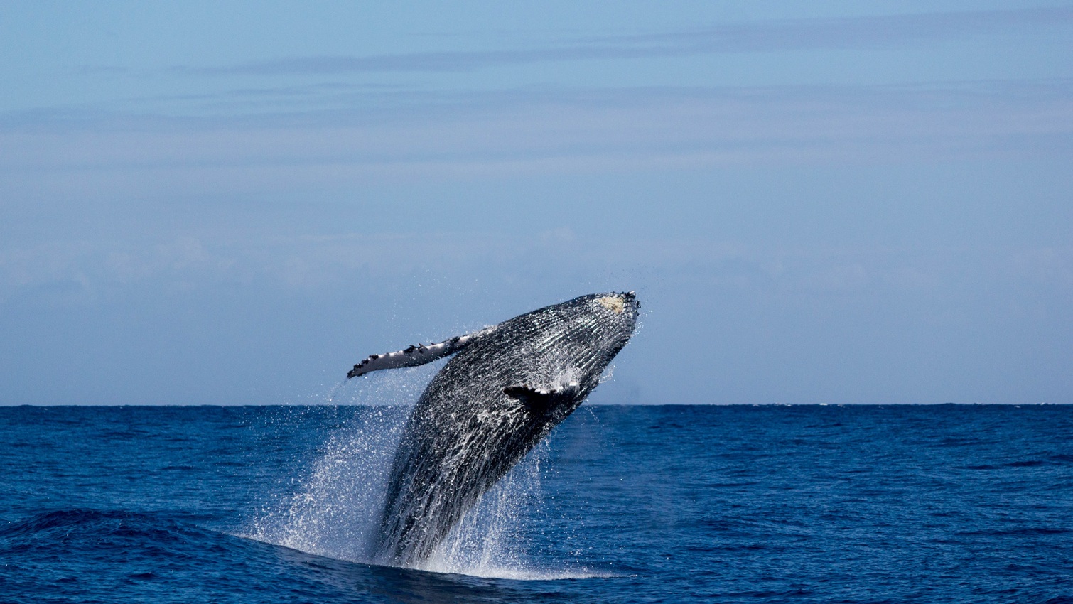 Indalo_Reunion_Activite_Catamaran2-baleine