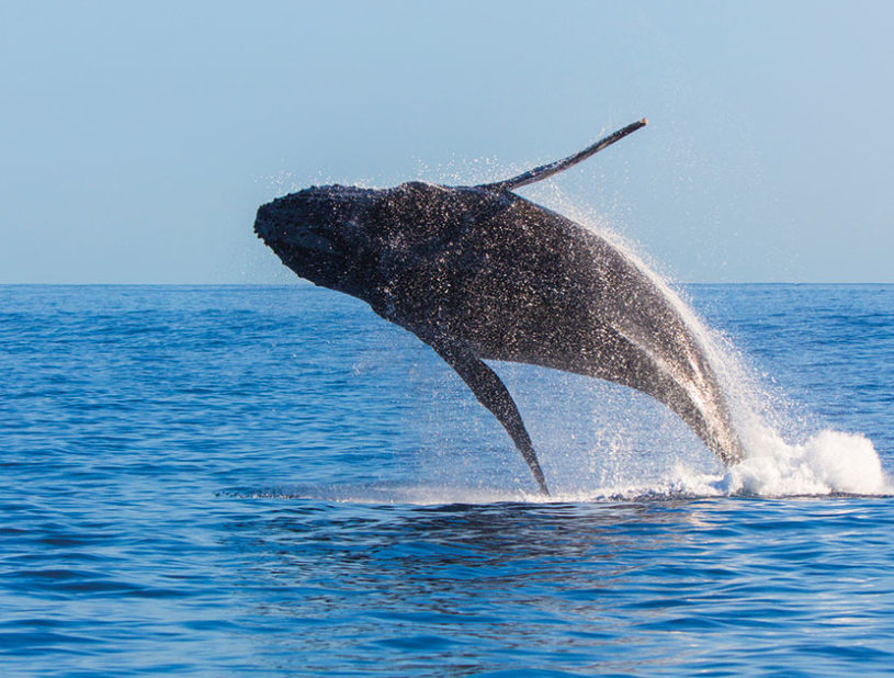 Indalo_Reunion_CATAMARAN-815x618