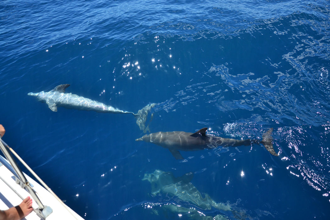 Indalo_Reunion_CATAMARAN_3