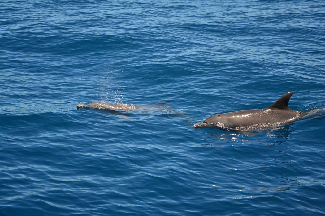 Indalo_Reunion_CATAMARAN_4