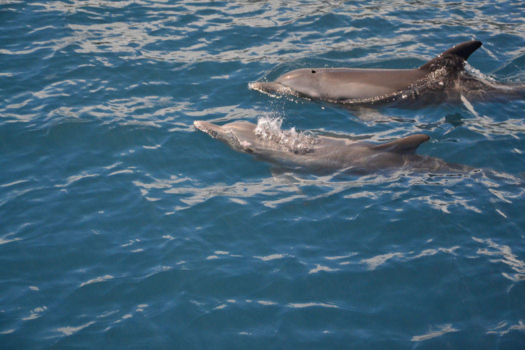 Indalo_Reunion_CATAMARAN_5