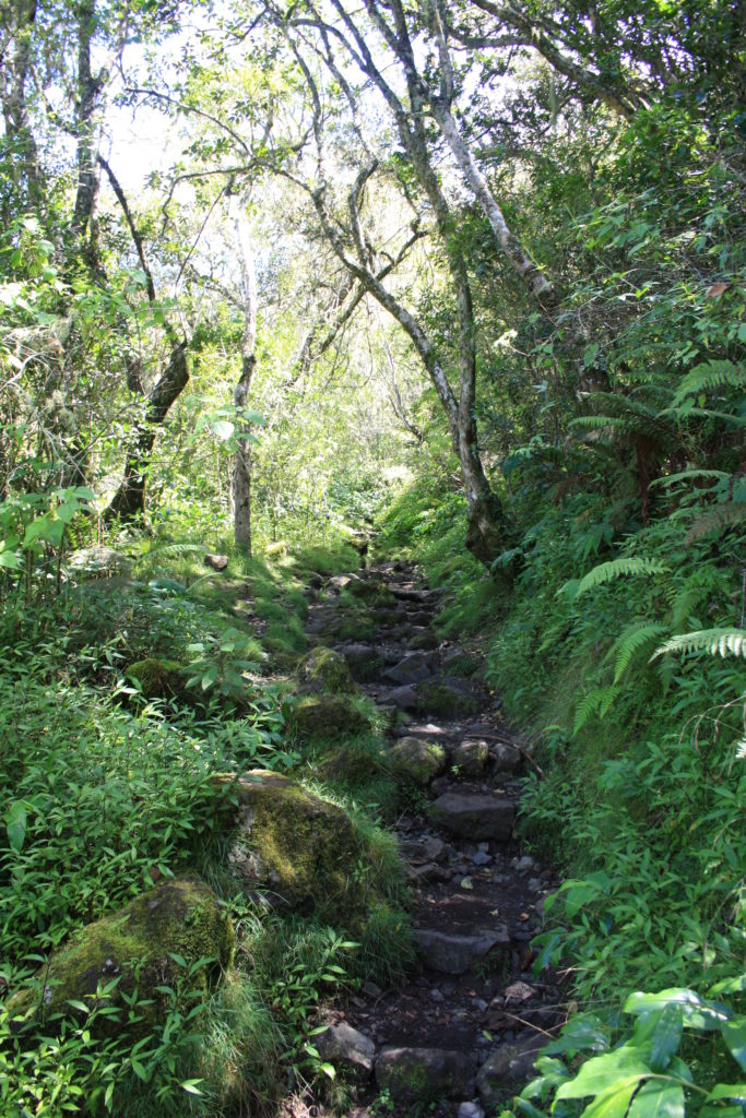 Indalo_Reunion_Extension-Piton_sentier1