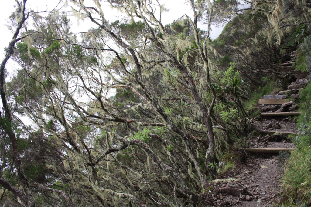 Indalo_Reunion_Extension-Piton_sentier2