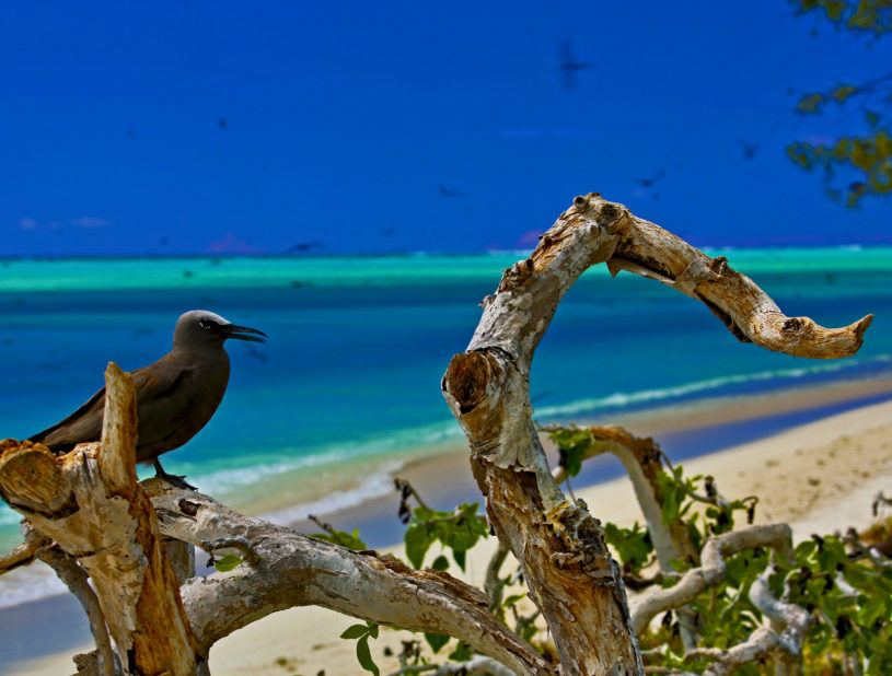 Ile aux Cocos