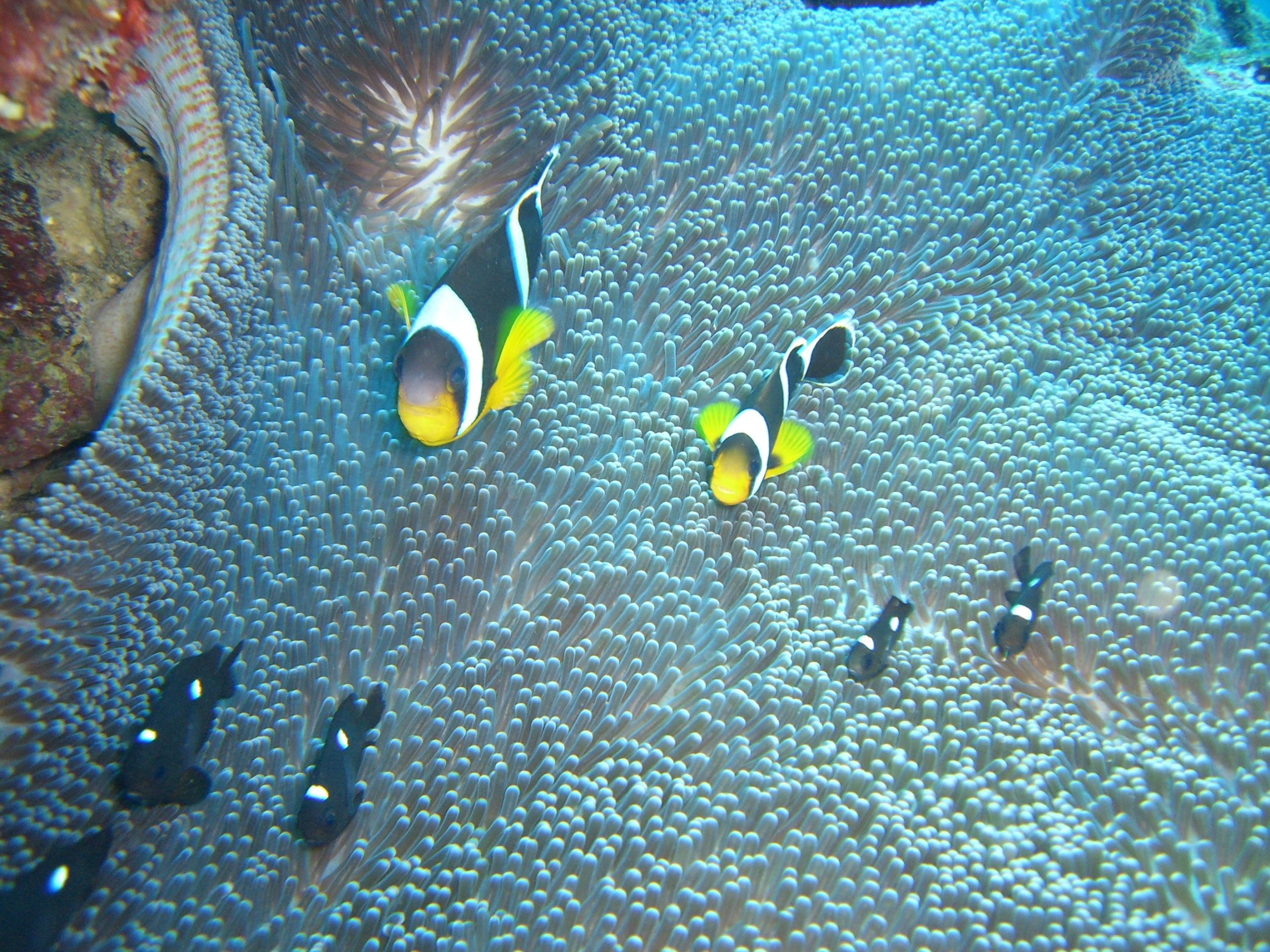 Snorkeling