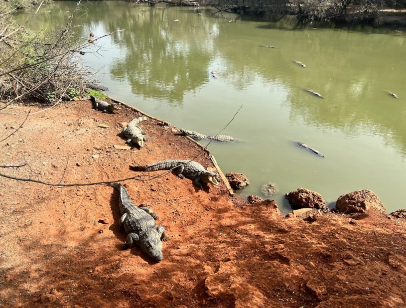 Indalo_Senegal_Bandia-crocodiles-815x618