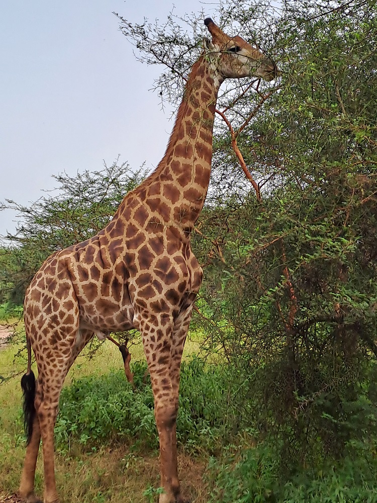 Indalo_Senegal_Bandia-girafe