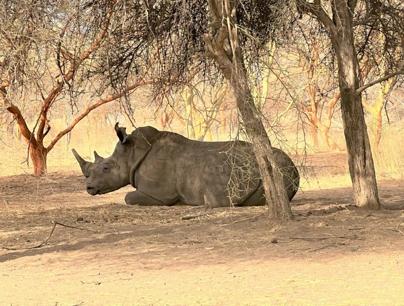 Indalo_Senegal_Bandia-rhinoceros-815x618