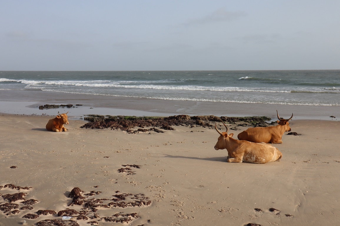 Indalo_Senegal_Casamance_Plage-zebus
