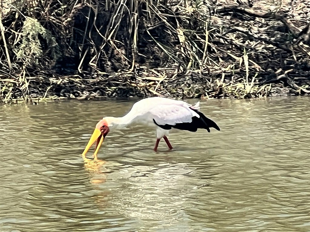 Indalo_Senegal_Djoudj-cigogne