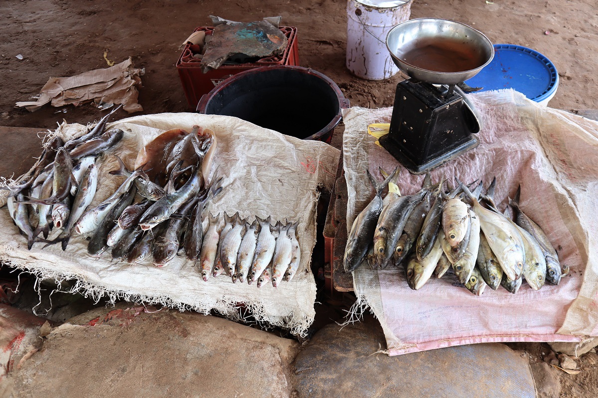 Indalo_Senegal_Elinkine-poissons
