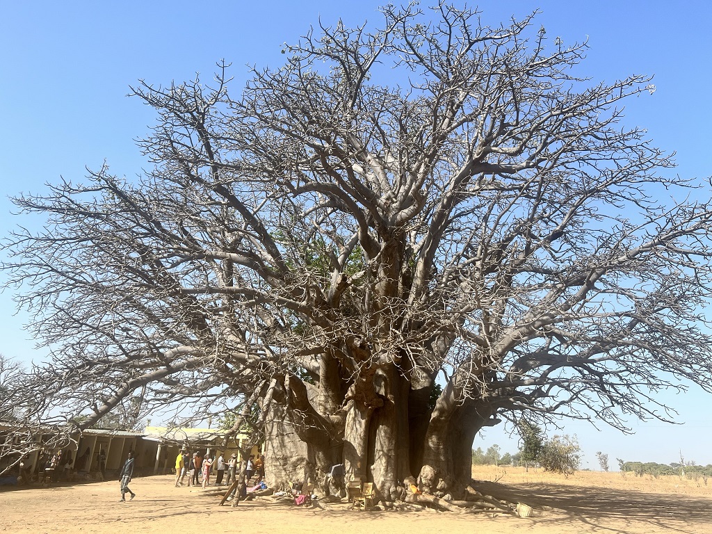 Indalo_Senegal_Fadial-baobab
