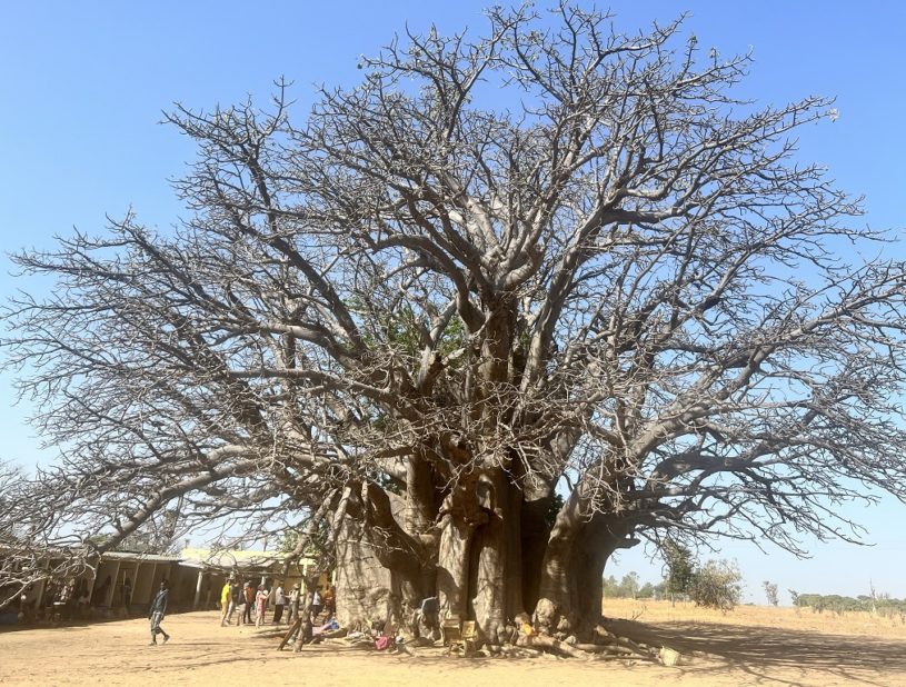 Indalo_Senegal_Fadial-baobab-815x618