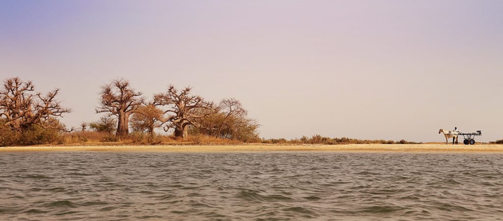 Parc national du delta du Sine Saloum (Sénégal)