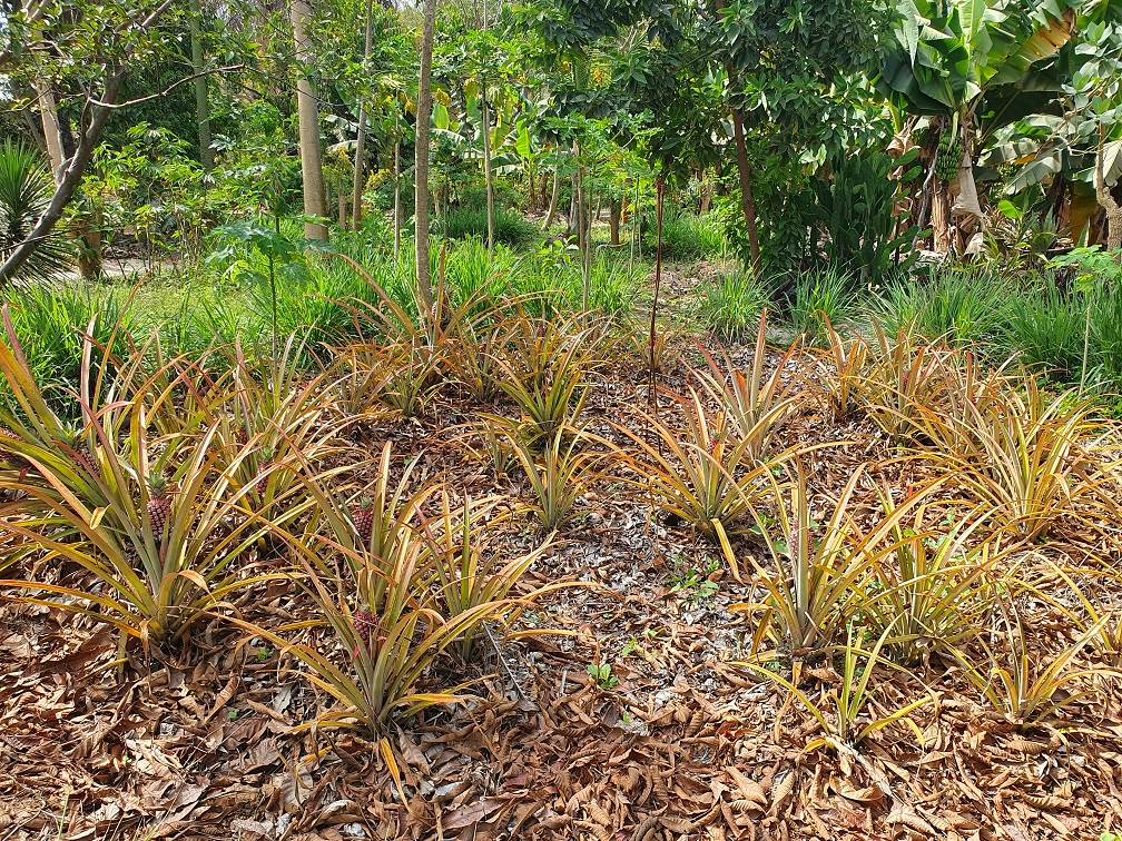Indalo_Senegal_Fred-jardin2