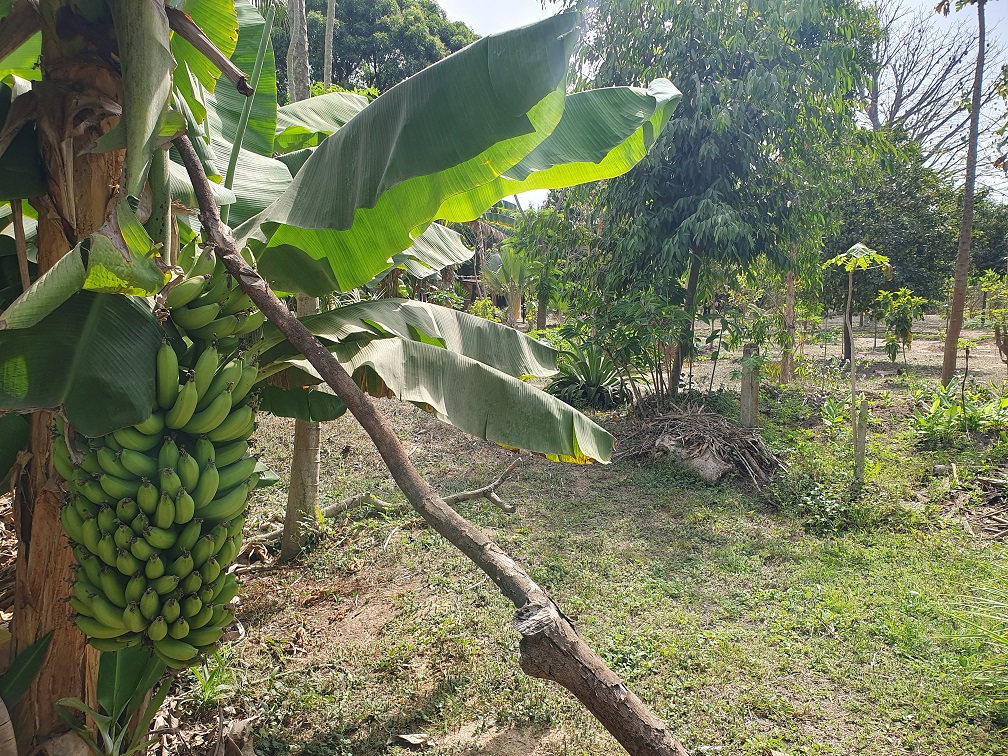 Indalo_Senegal_Fred-jardin3