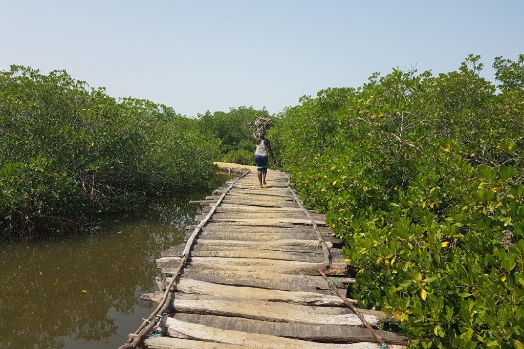 chemin dans la mangrove Sénégalaise