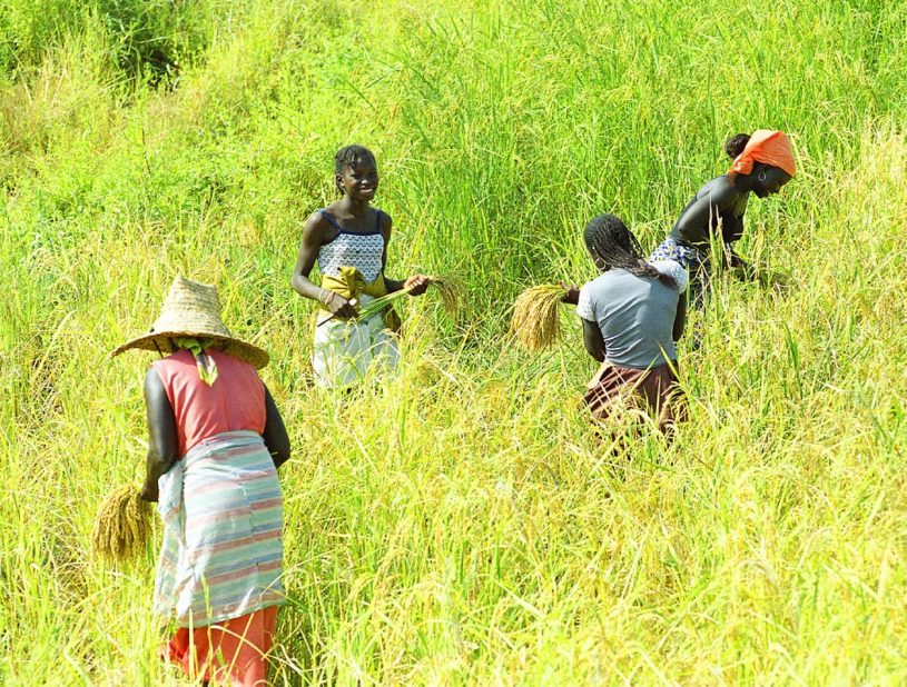 Rizière en Casamance