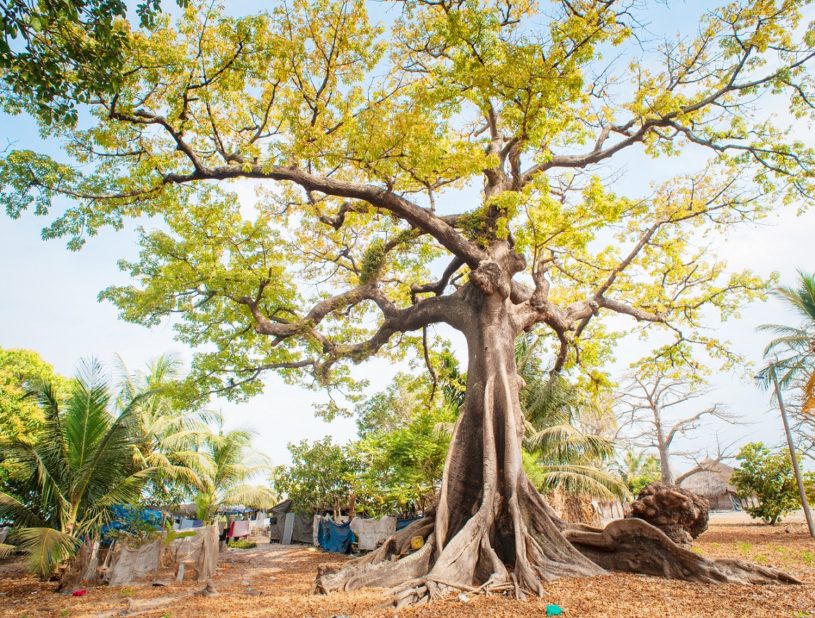 Indalo_Senegal_Guide_Fromager-815x618
