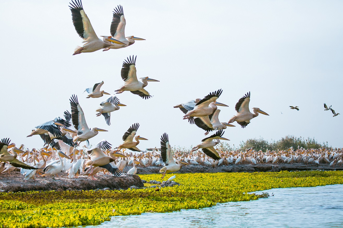 Parc National du Djoudj / National Bird Sanctuary