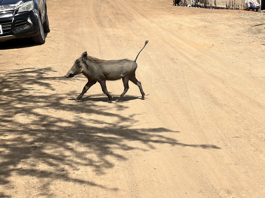 Indalo_Senegal_Nord-phacochere