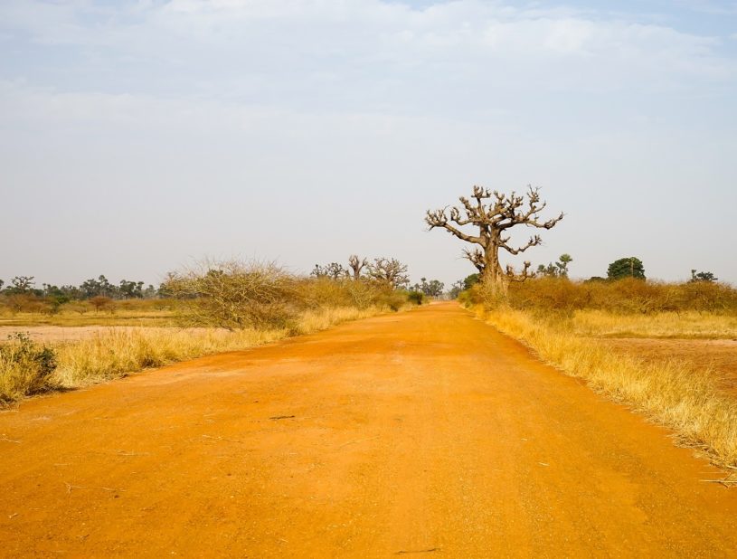 Red road with lonaly baobab tree on the way from Joal Fadeouth to Samba Dia in Senegal