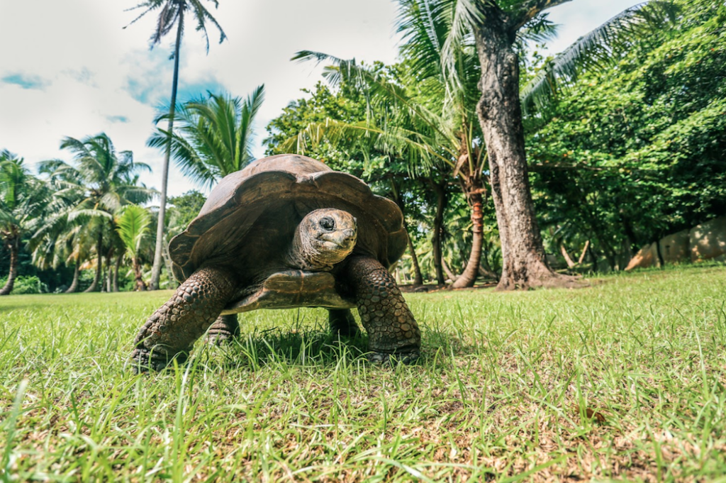 Indalo-Seychelles-Croisieres-Dream-24