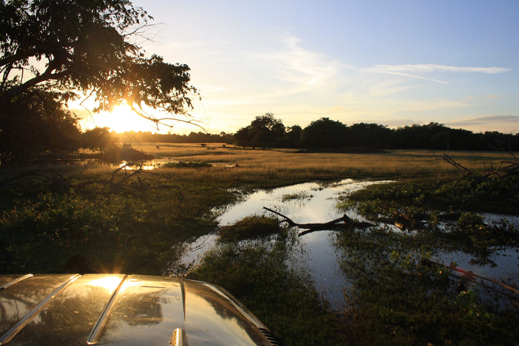 Safari