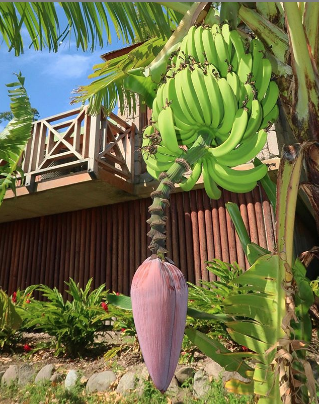 Jardin