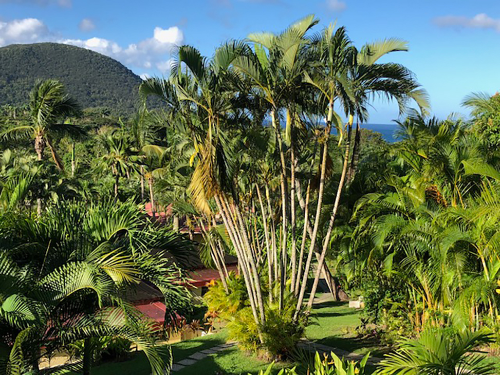 Jardin