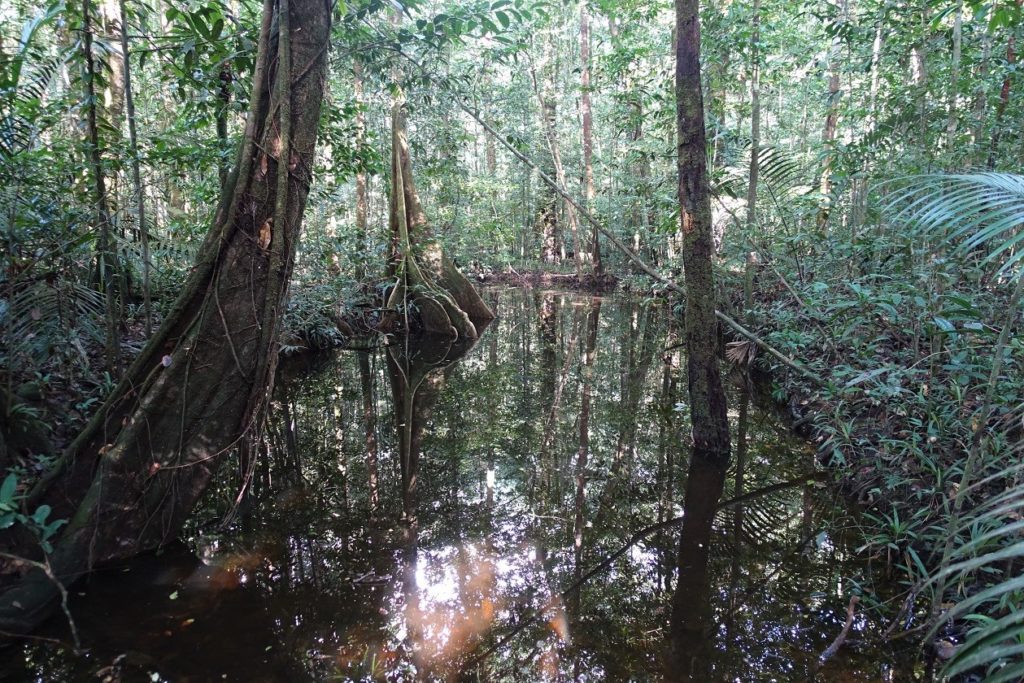 Forêt