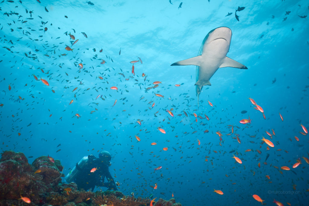 Indalo_Maldives_Kudafushi_Sport-plongee