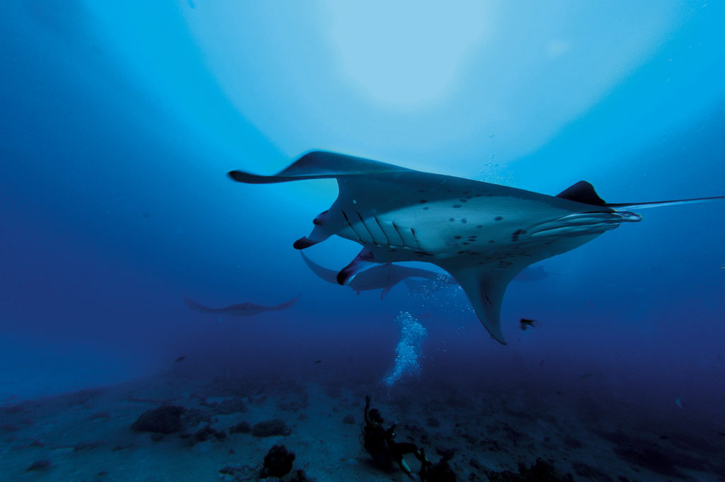 Indalo_Maldives_Moofushi_Sport-plongee