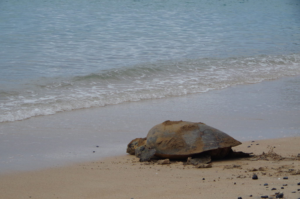 Tortue marine