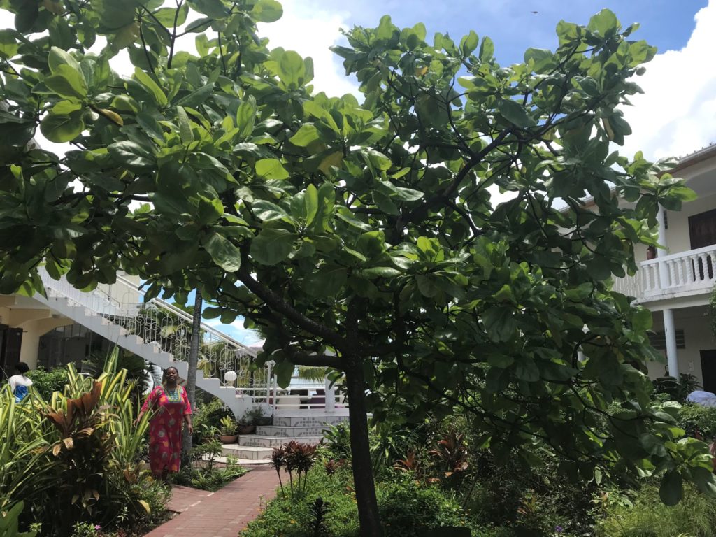 Jardin