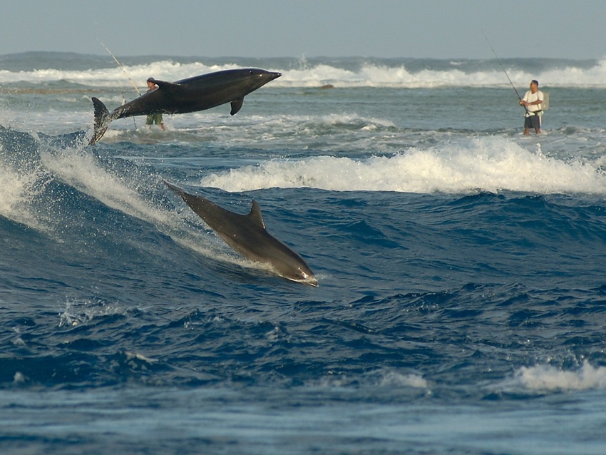 Dauphins