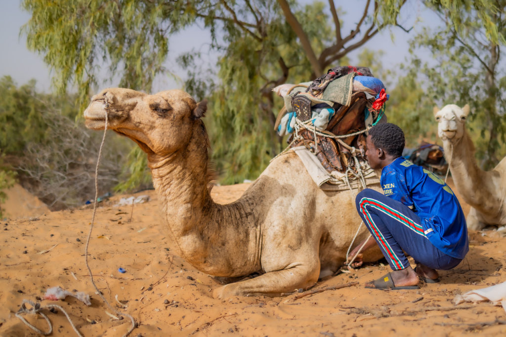 Indalo_Senegal_Guide_Lompoul-chamelier