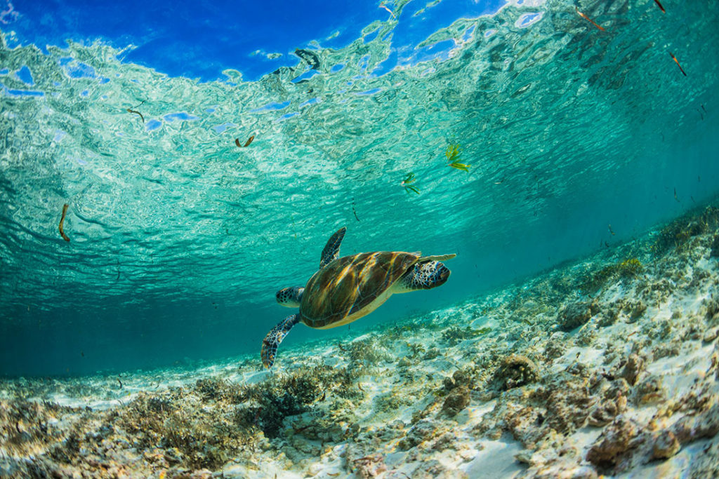 Snorkeling